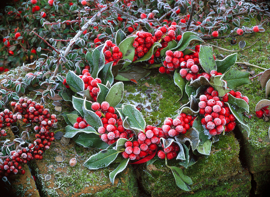 Ilex verticillata (red winter berry) wreath in hoarfrost