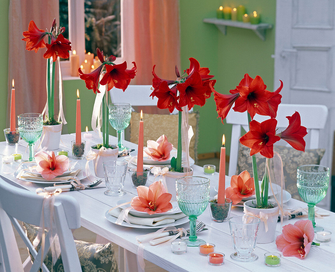 Festive amaryllis table decoration