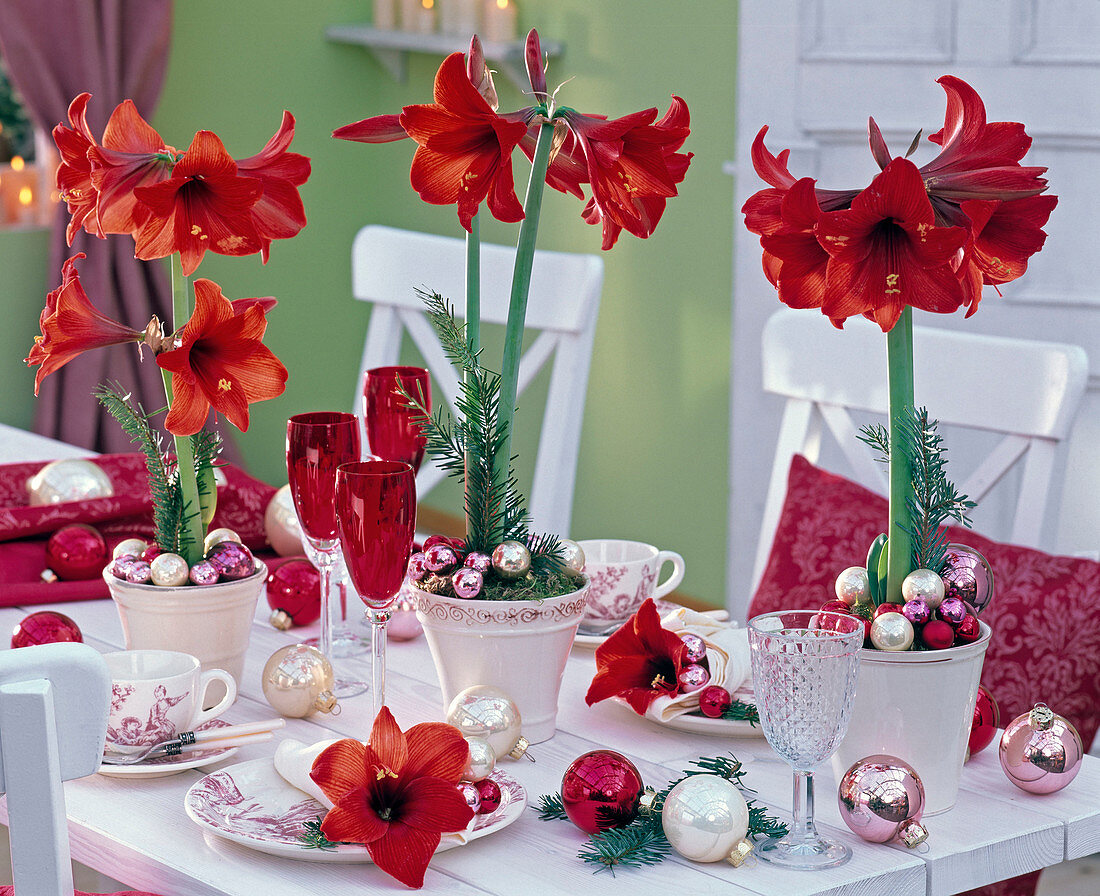 Christmas table decoration with red Hippeastrum (Amaryllis)