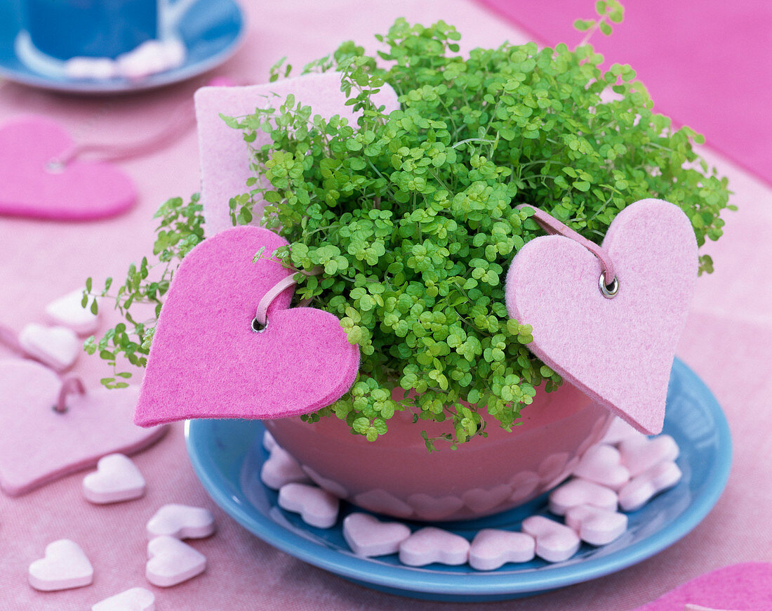 Soleirolia soleirolii in pink bowl with felt hearts