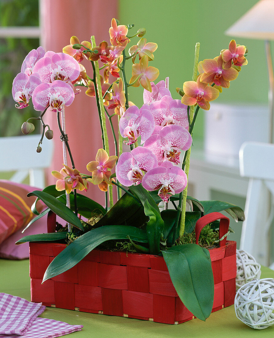 Phalaenopsis in red woodchip basket on the table, with green ribbon