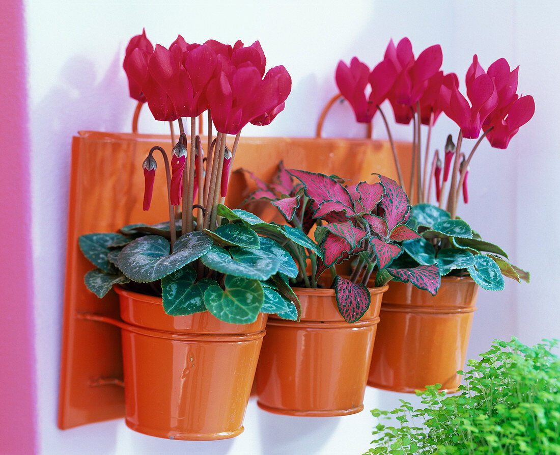 Cyclamen (Alpenveilchen, rot) und Fittonia (Fittonie) in orangen Blecheimern