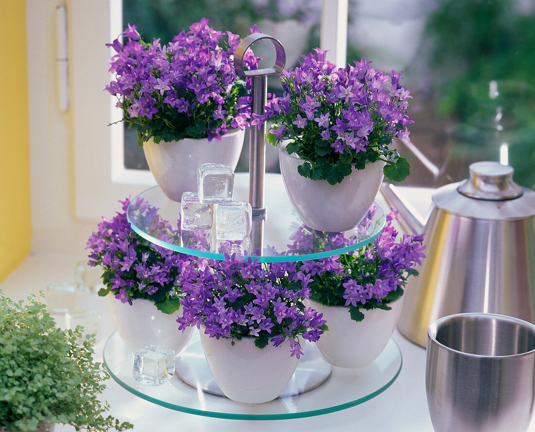 Campanula isophylla (Sternglockenblumen) in weißen Übertöpfen auf Glasetagere