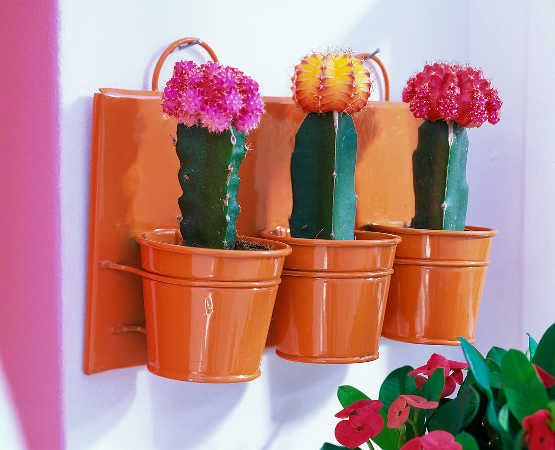 Grafted cacti in wall containers