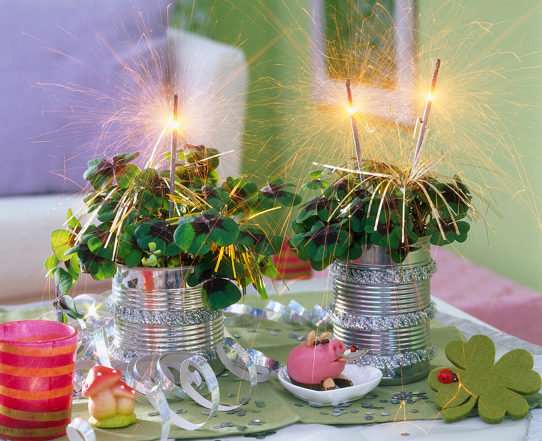 Oxalis tetraphylla canned decorated with sparklers