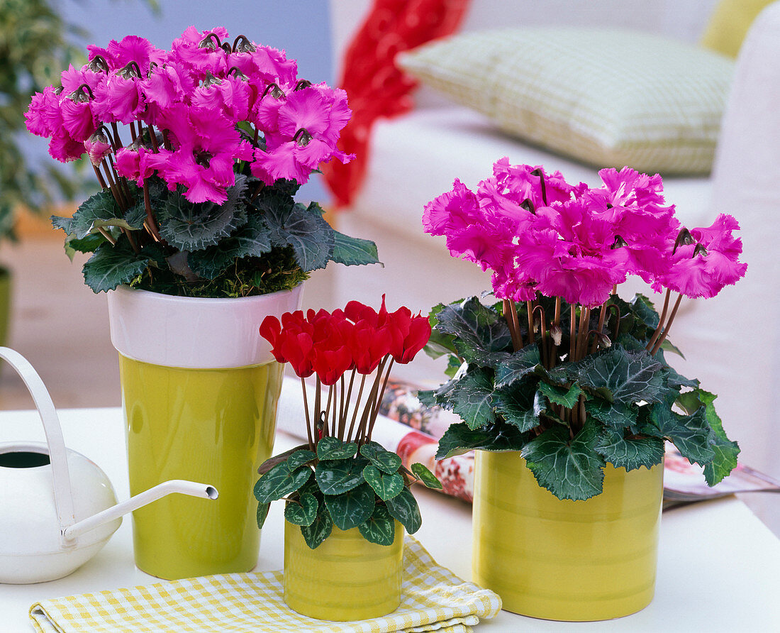 Cyclamen 'Miniwella' (Alpenveilchen) in grünen Übertöpfen auf dem Tisch