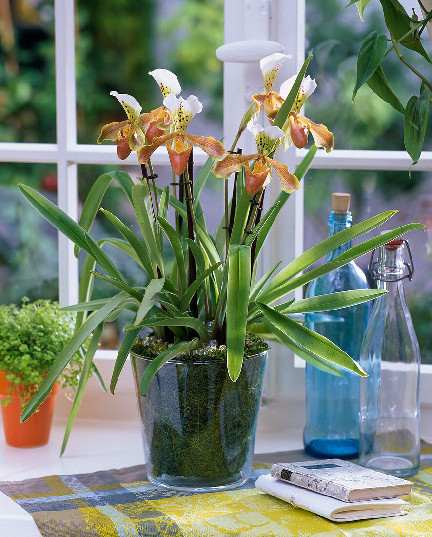 Paphiopedilum - Hybride (Frauenschuh) am Fenster, Bücher, Flaschen