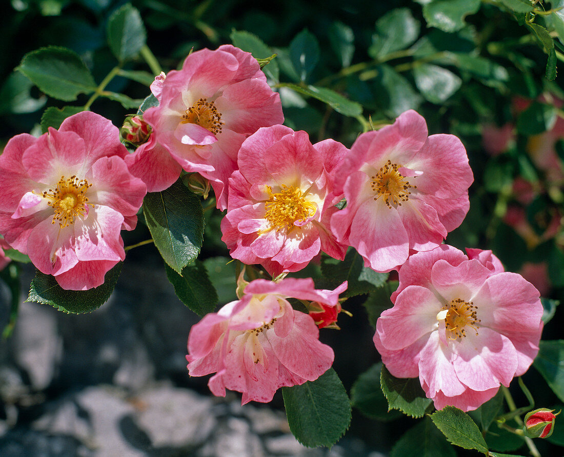 Rose 'Candy Rose' (shrub rose)