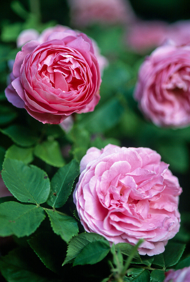 Rosa 'Louise Odier' (Bourbonrose)