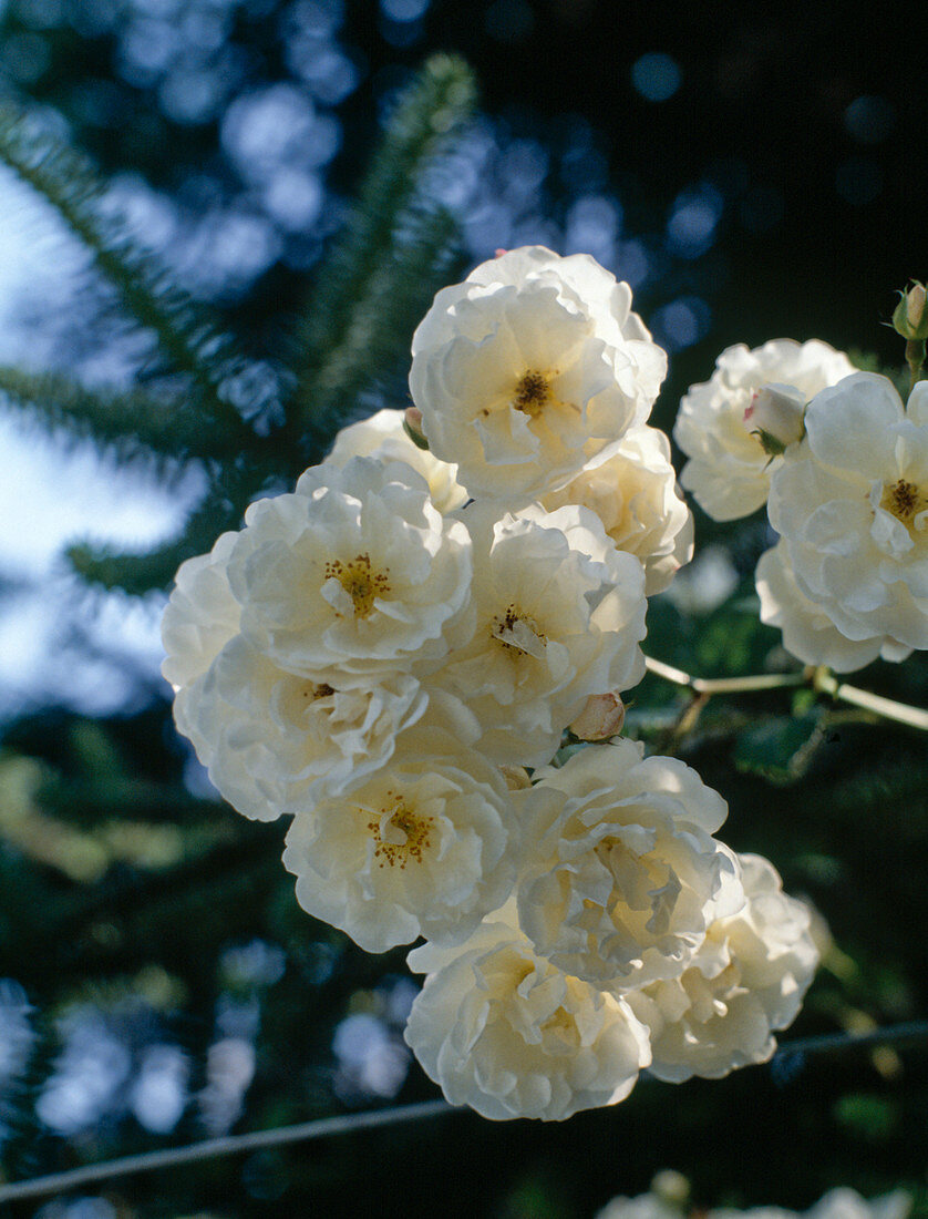 Rosa 'Gruß an Zabern' (Kletterrose)