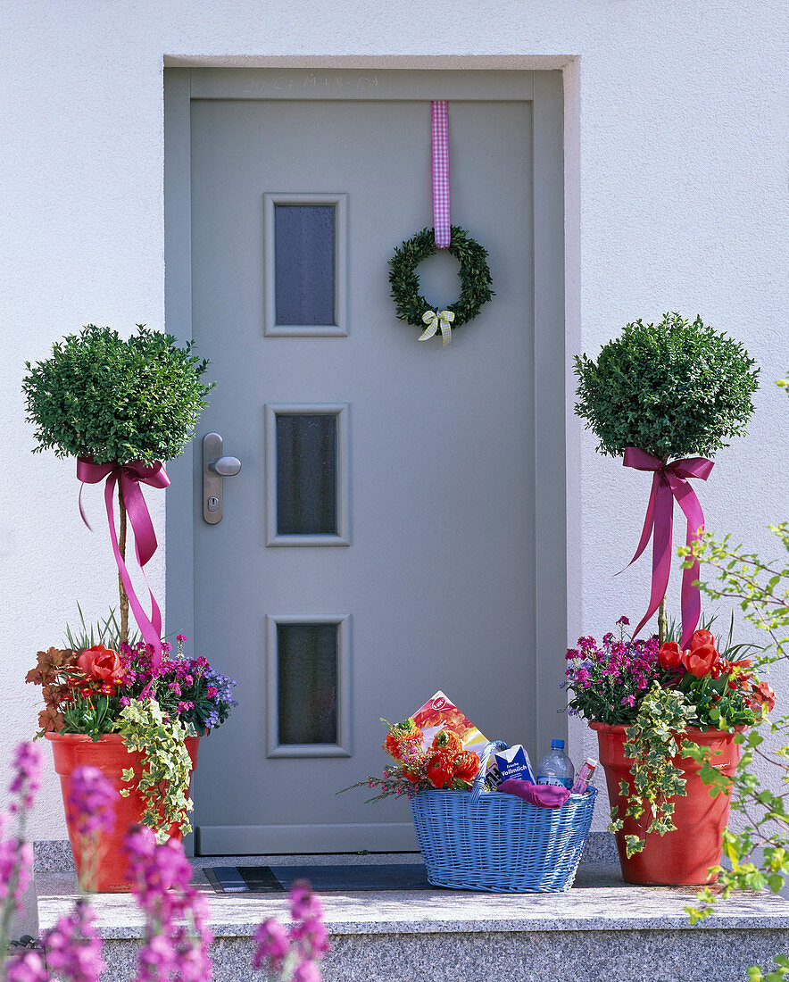 Buxus in red pots on the doorstep