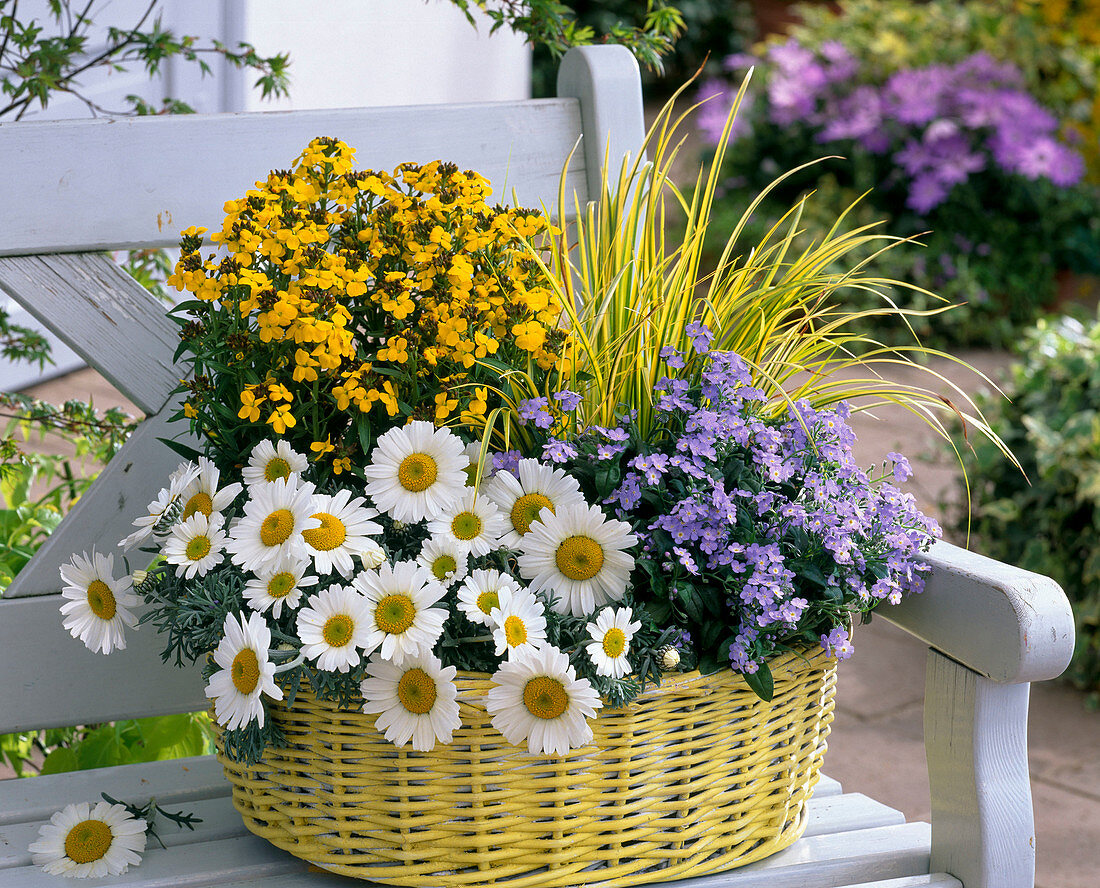 Gelber Korb bepflanzt mit Chrysanthemum hosmariense