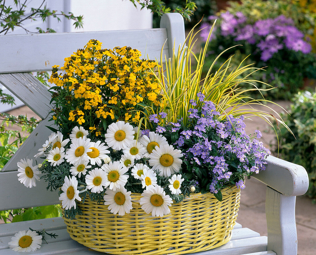 Yellow basket planted with Chrysanthemum hosmariense