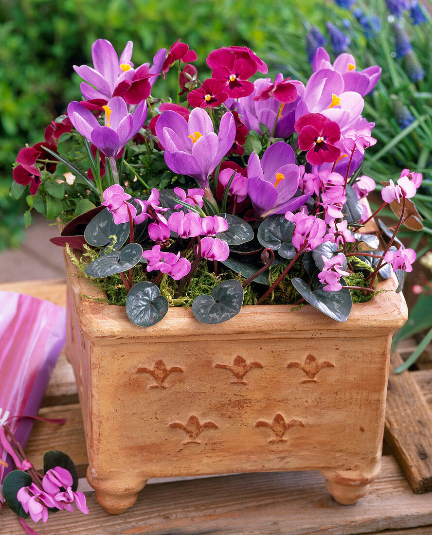 Cyclamen coum (Frühlingsalpenveilchen), Crocus