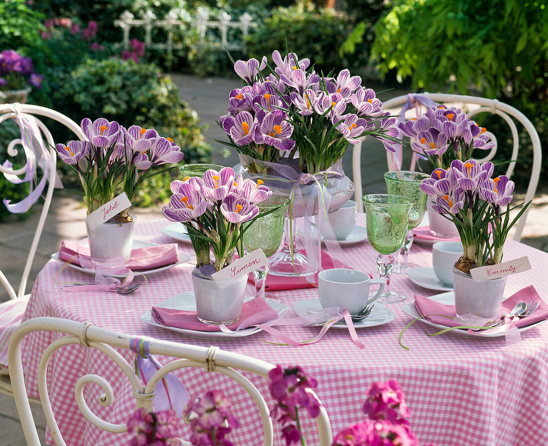 Table decoration with Crocus 'Pickwick'