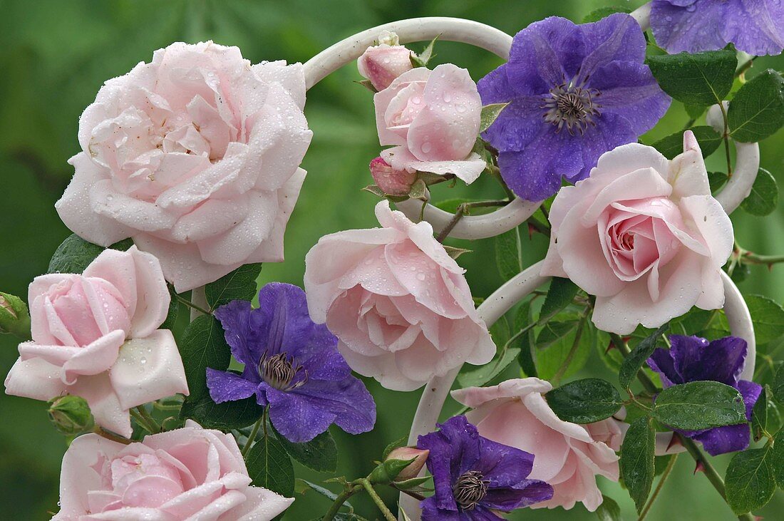 Pink 'New Dawn' (climbing rose), often flowering, light apple scent
