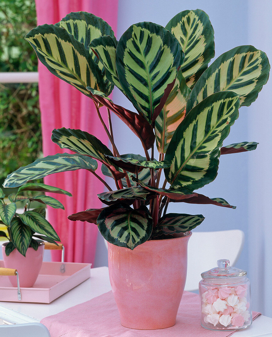 Calathea roseopicta in planter on the table, candy jar