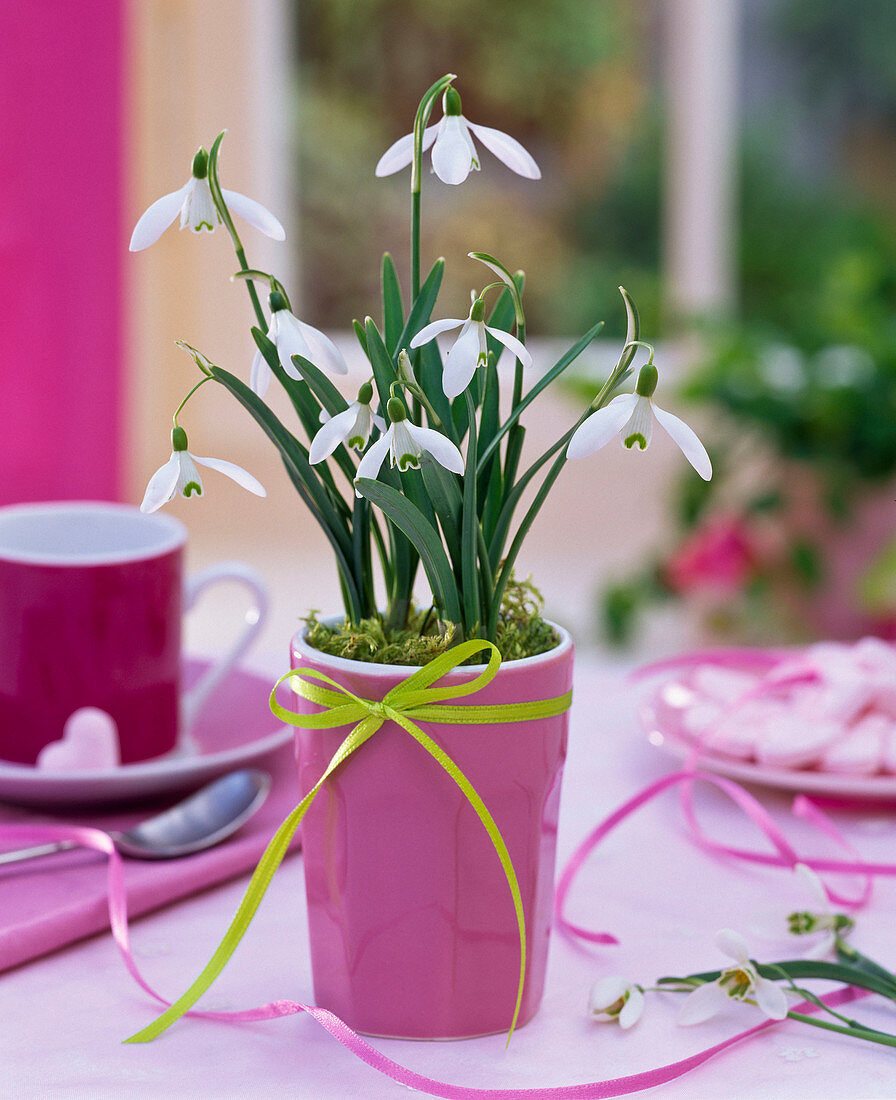 Galanthus nivalis (Schneeglöckchen) in rosa Becher mit Schleife auf dem Tisch