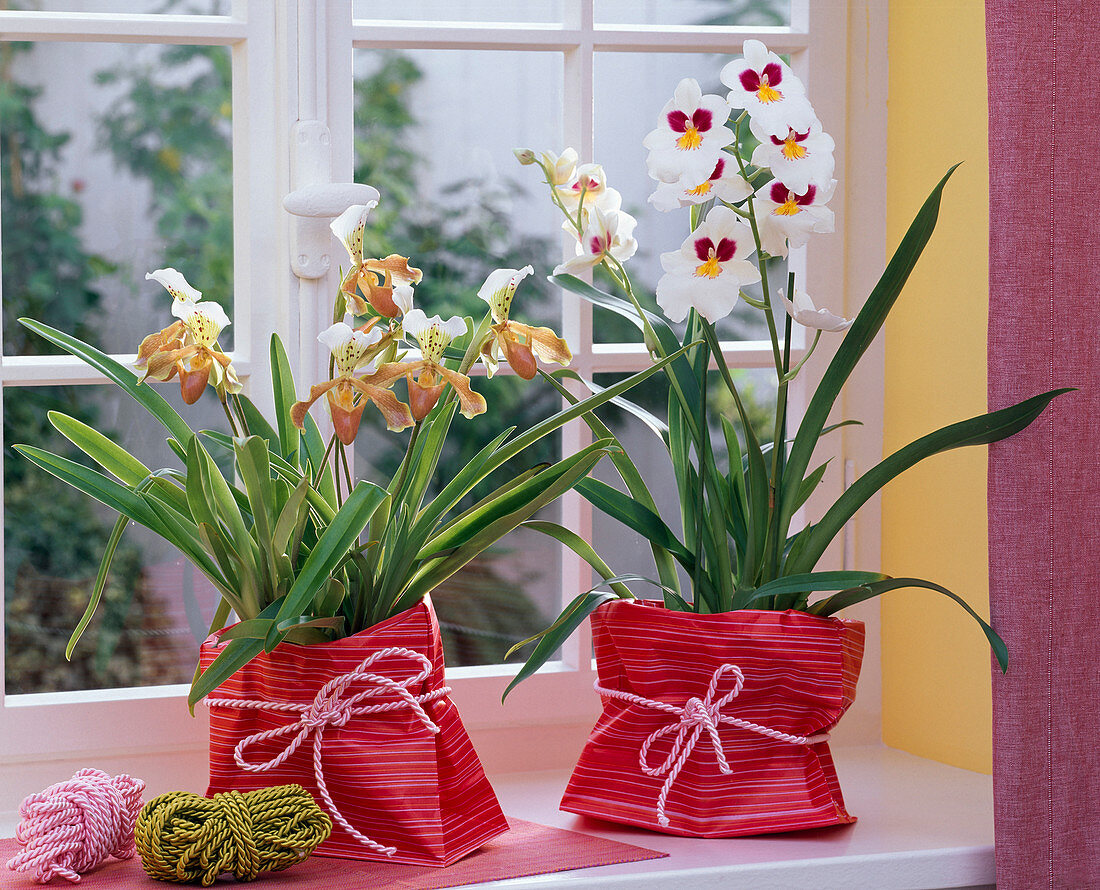 Orchideen am Fenster
