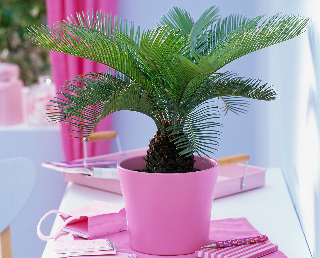 Cycas revoluta (Sagopalmfarn) in rosa Übertopf auf Regal