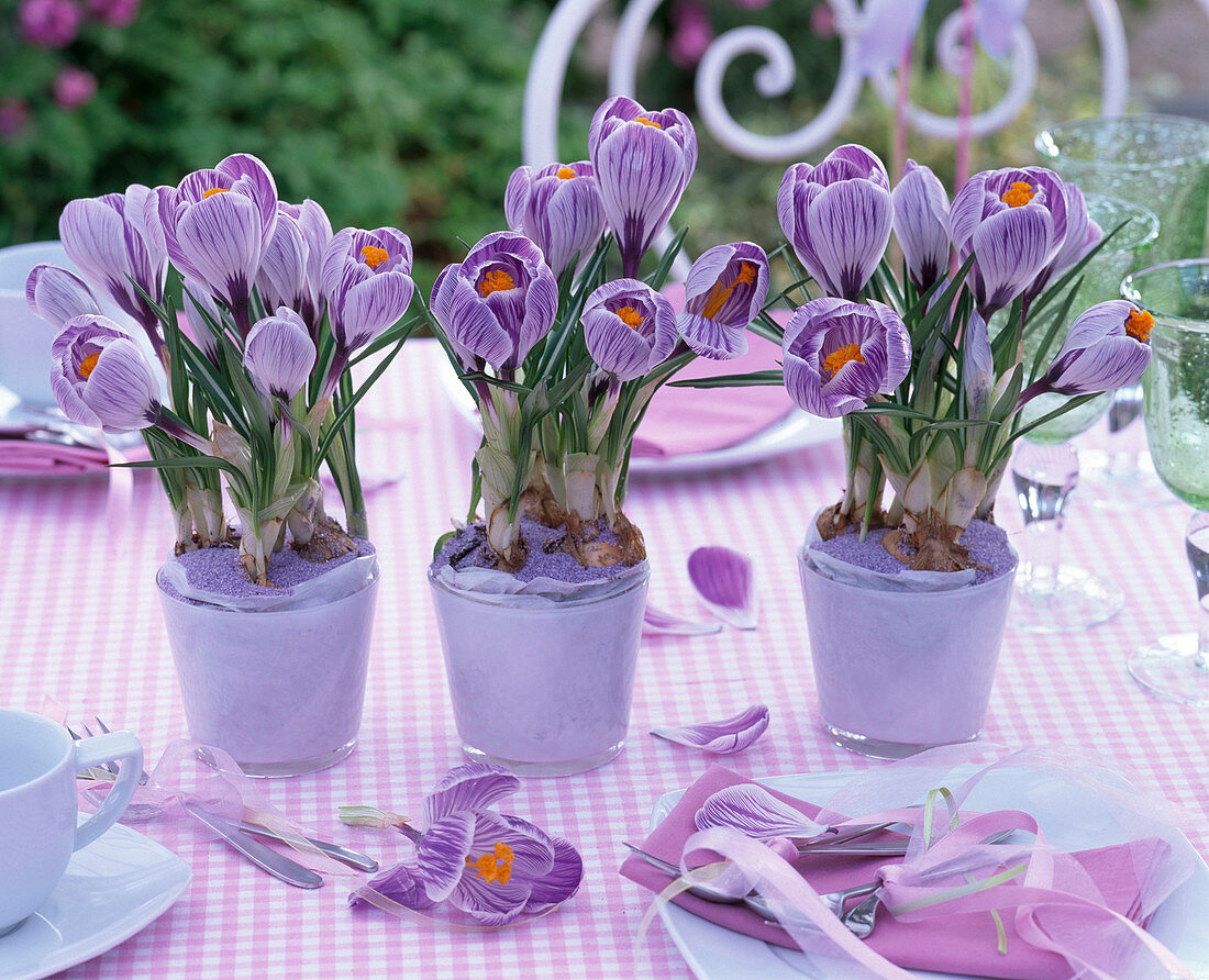 Tischdeko mit Crocus 'Pickwick' (Krokusse)