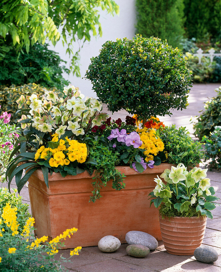 Terracottakasten mit Helleborus (Christrosen), Buxus (Buchsbaum - Stämmchen)