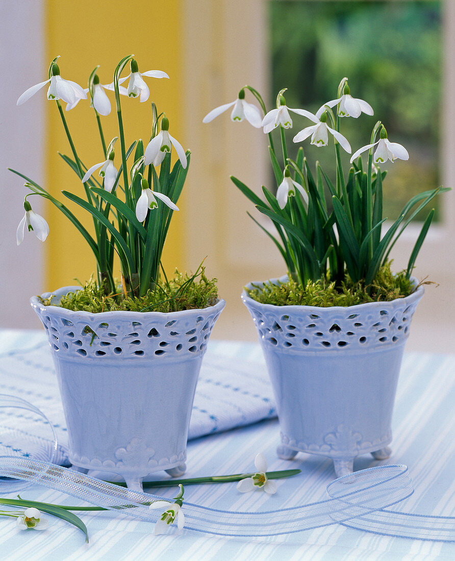 Galanthus nivalis in light blue pots on the table, ribbon