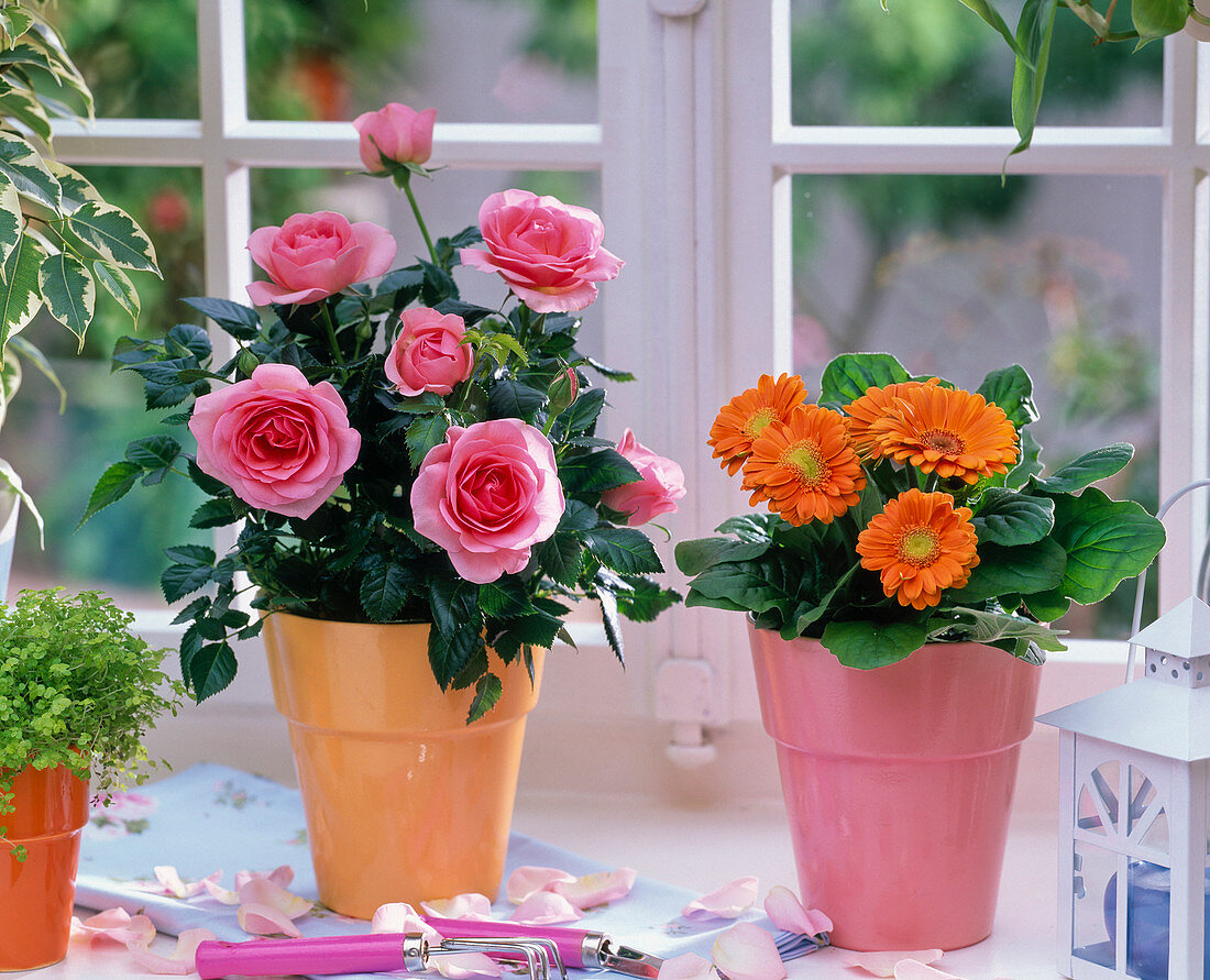 Rosa (Topfrose, rosa), Gerbera (orange) am Fenster, Blütenblätter