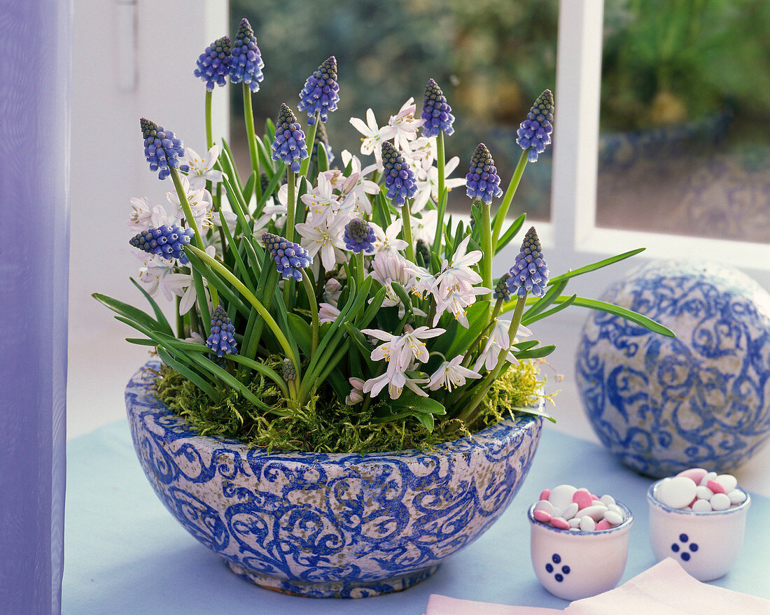 Muscari, Scilla in a patterned bowl by the window