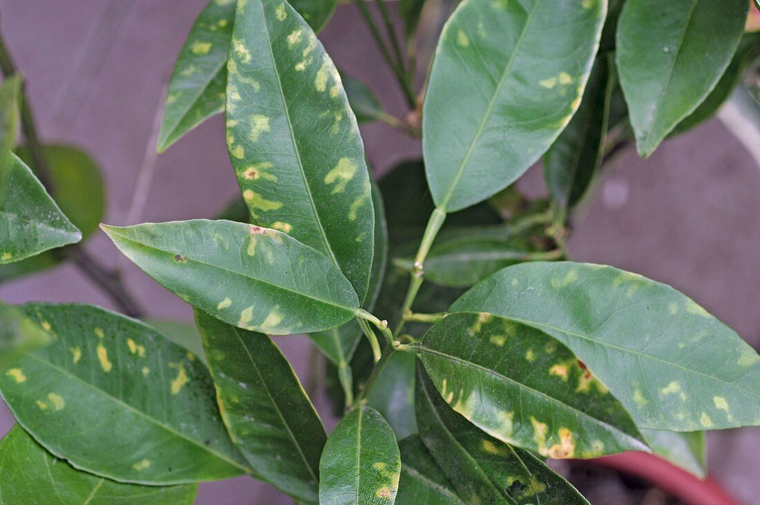 Gewebeteile von Citrus sinensis (Orange) platzen in Folge von Frosteinwirkung