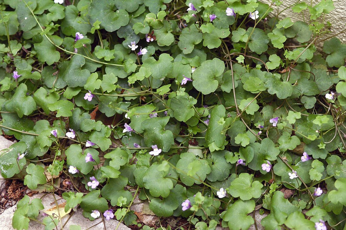 Cymbalaria muralis (Zimbelkraut)