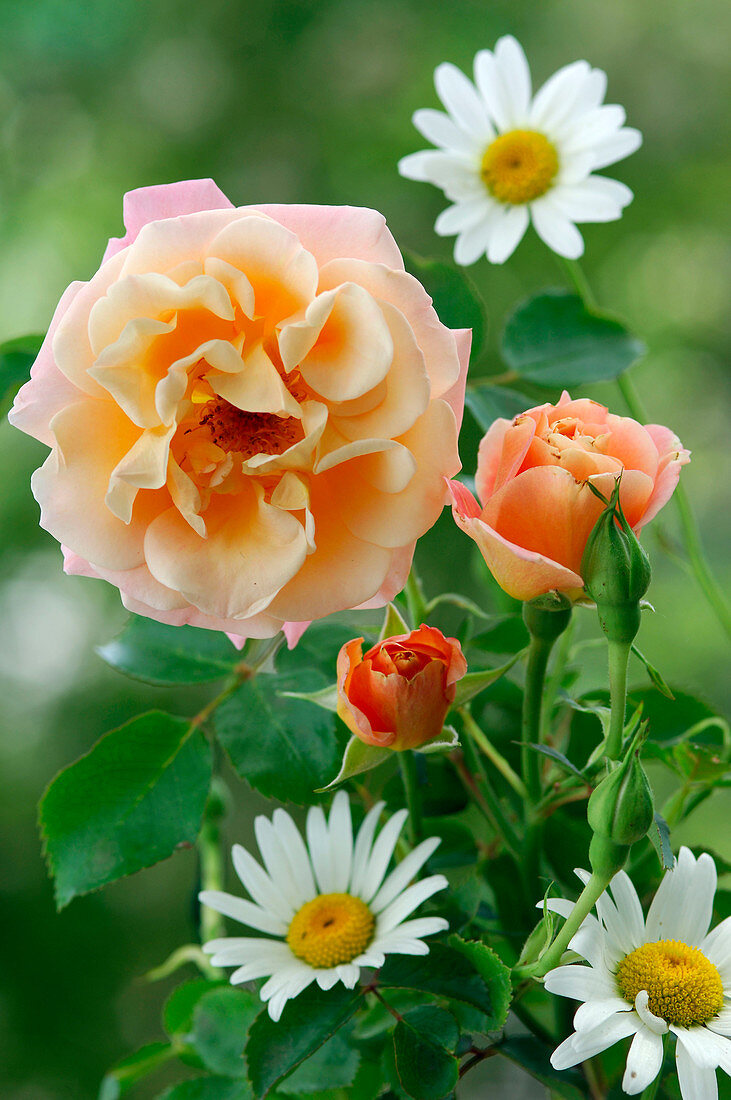 Pink 'Cubana', apricot, often flowering, light scent,