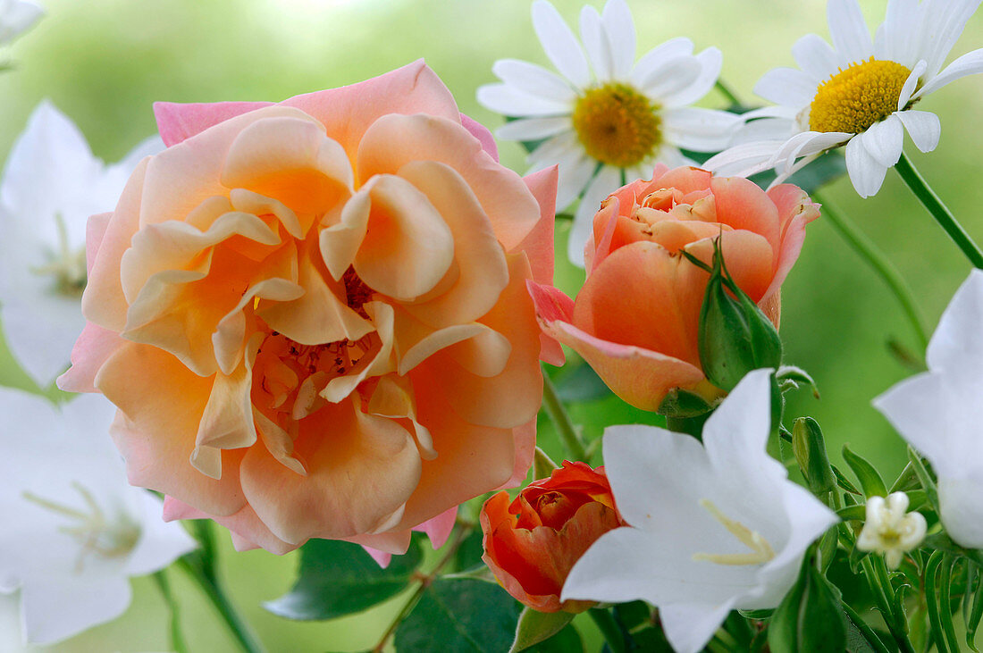 Rose 'Cubana', apricot, often flowering, light scent