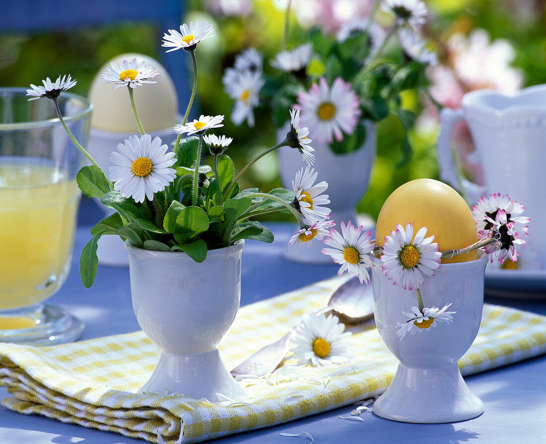 Bellis perennis (daisies) in egg cup