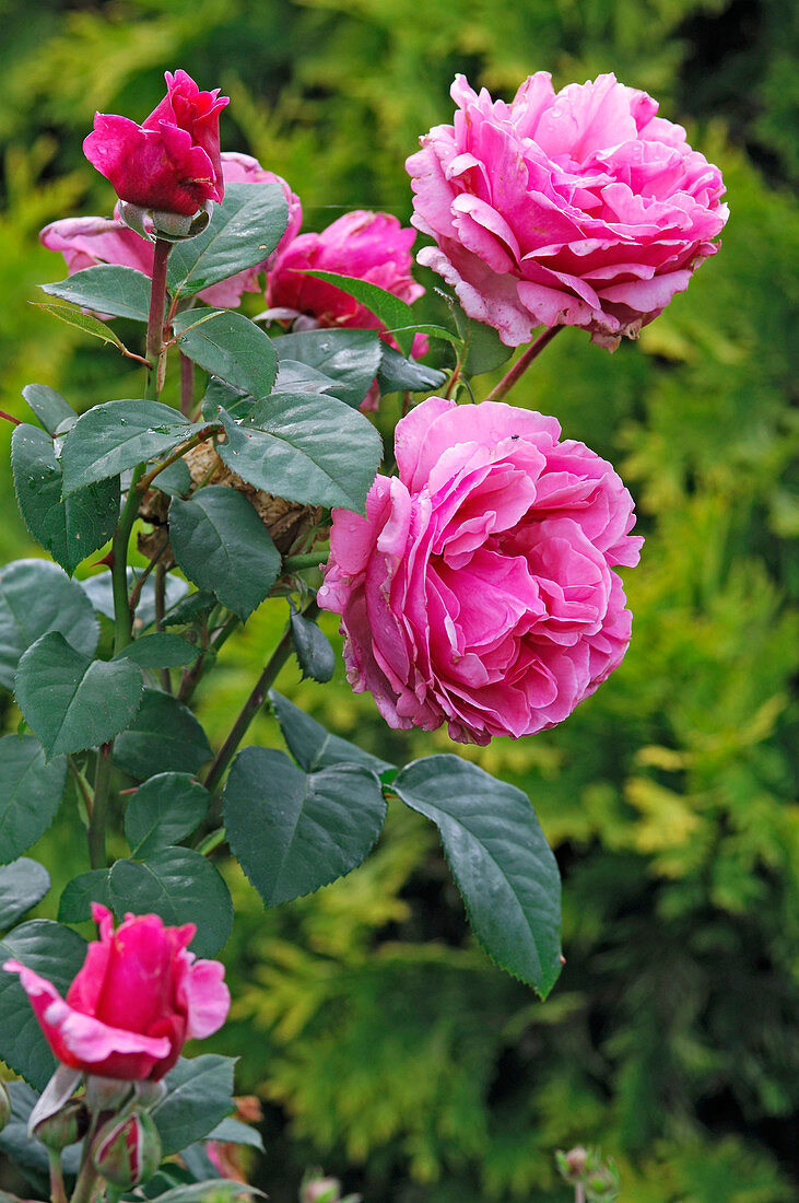 Rosa 'Elbflorenz' (pinke Edelrose) vom Meilland