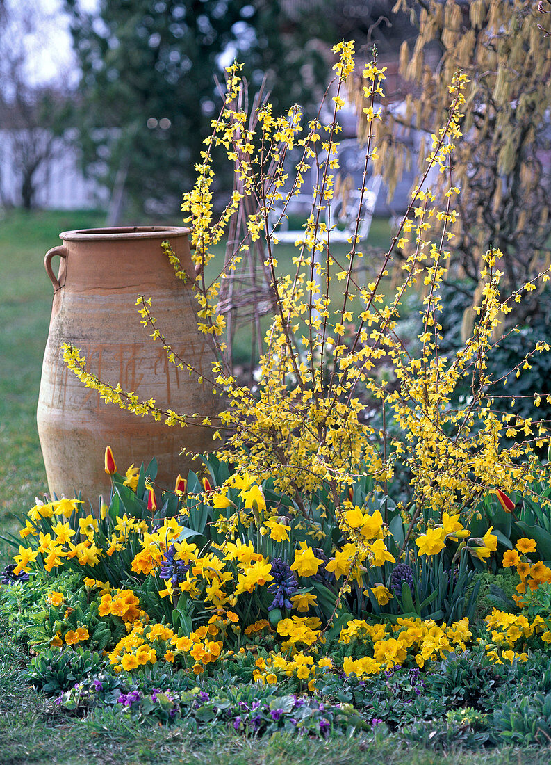 Yellow spring flowerbed, Forsythia (gold bells), Narcissus