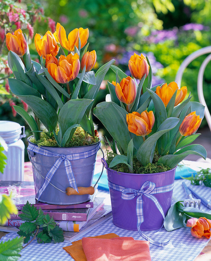 Tulipa 'Princess Irene' (tulip) in small metal buckets