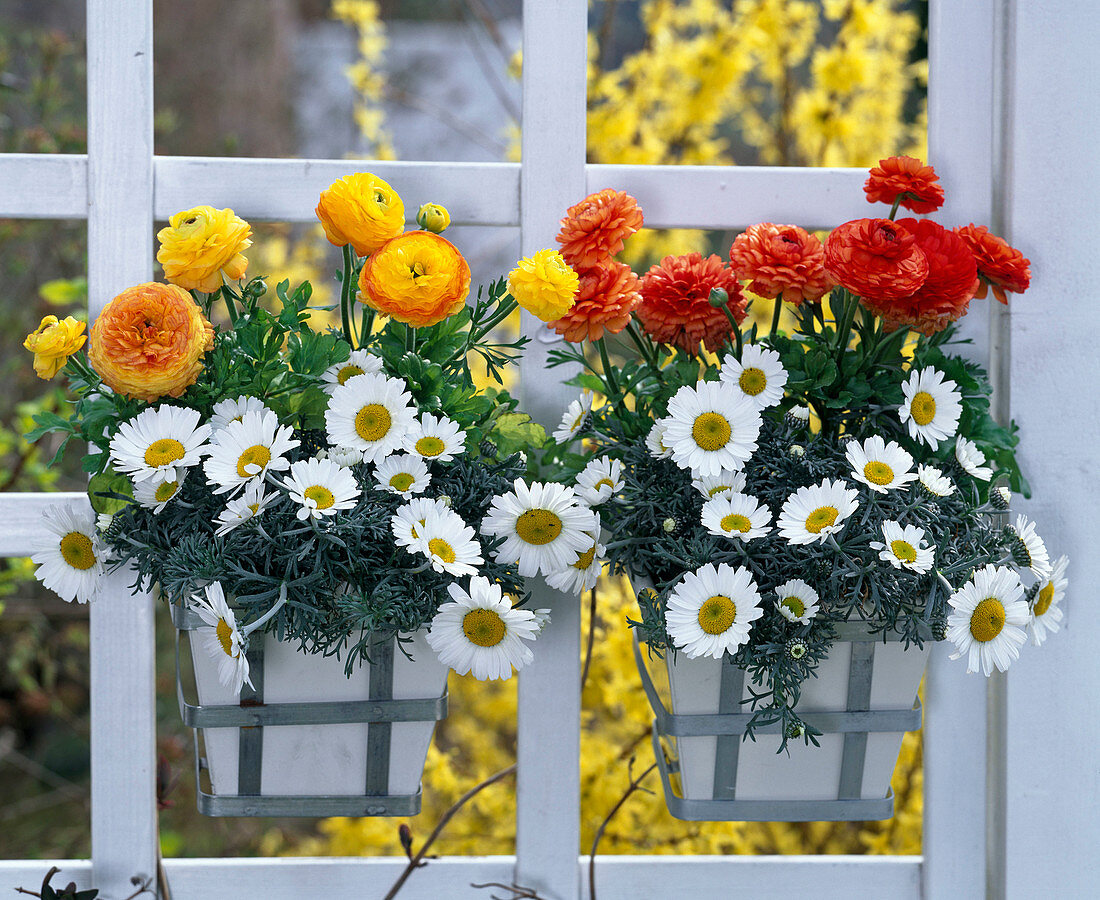 Ranunculus (Ranunkeln), Leucanthemum hosmariense (Margeriten)