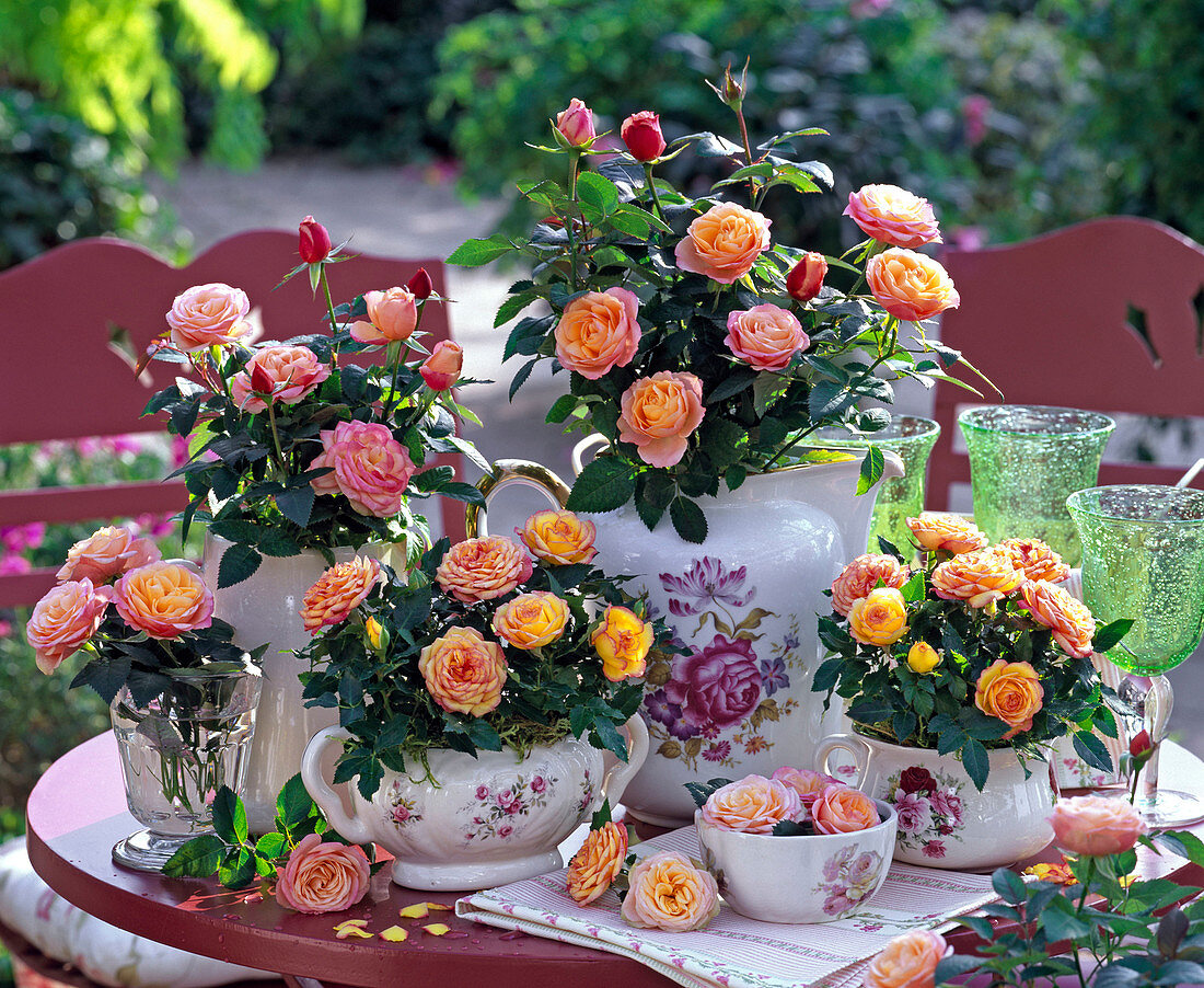 Rose (pot roses), salmon orange, in different porcelain containers