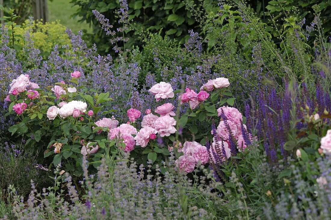 Rosa 'Botticelli' (small shrub rose), very healthy, often flowering