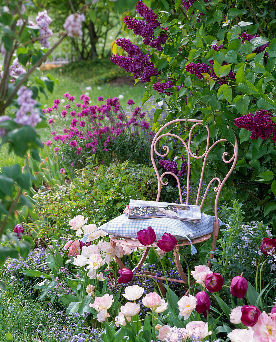 Pink metal chair in front of blooming syringa (lilac)