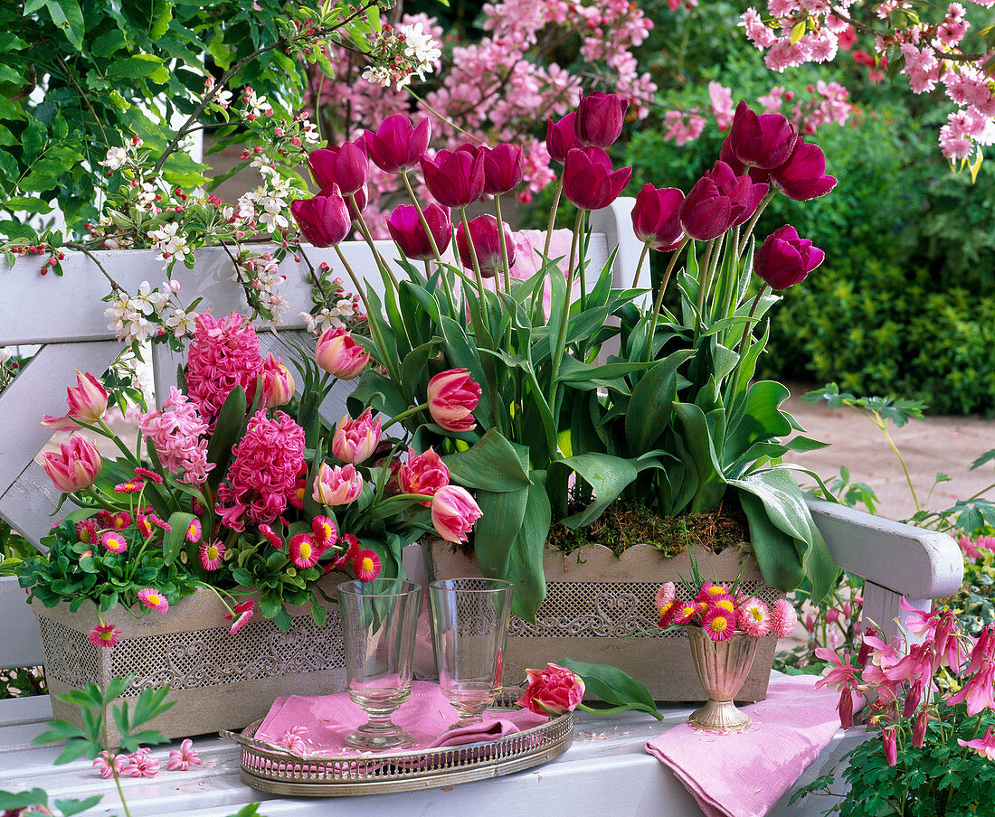Rose-pink arrangement with Tulipa, Bellis