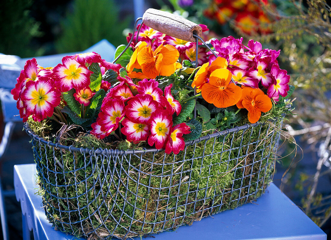 Drahtkorb mit Moos ausgelegt und Primula acaulis