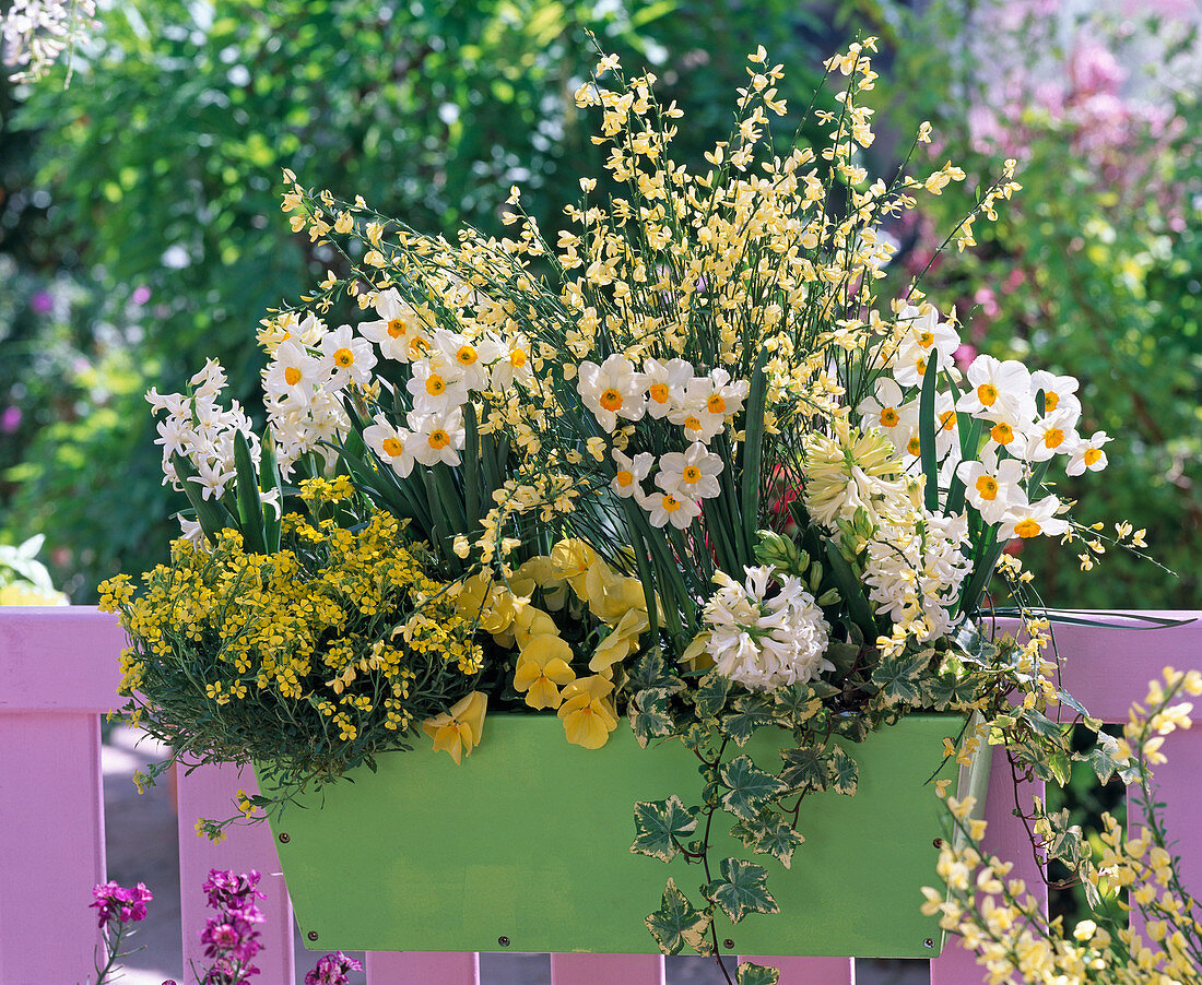 Yellow-white scent box, Narcissus, Cytisus, Erysimum