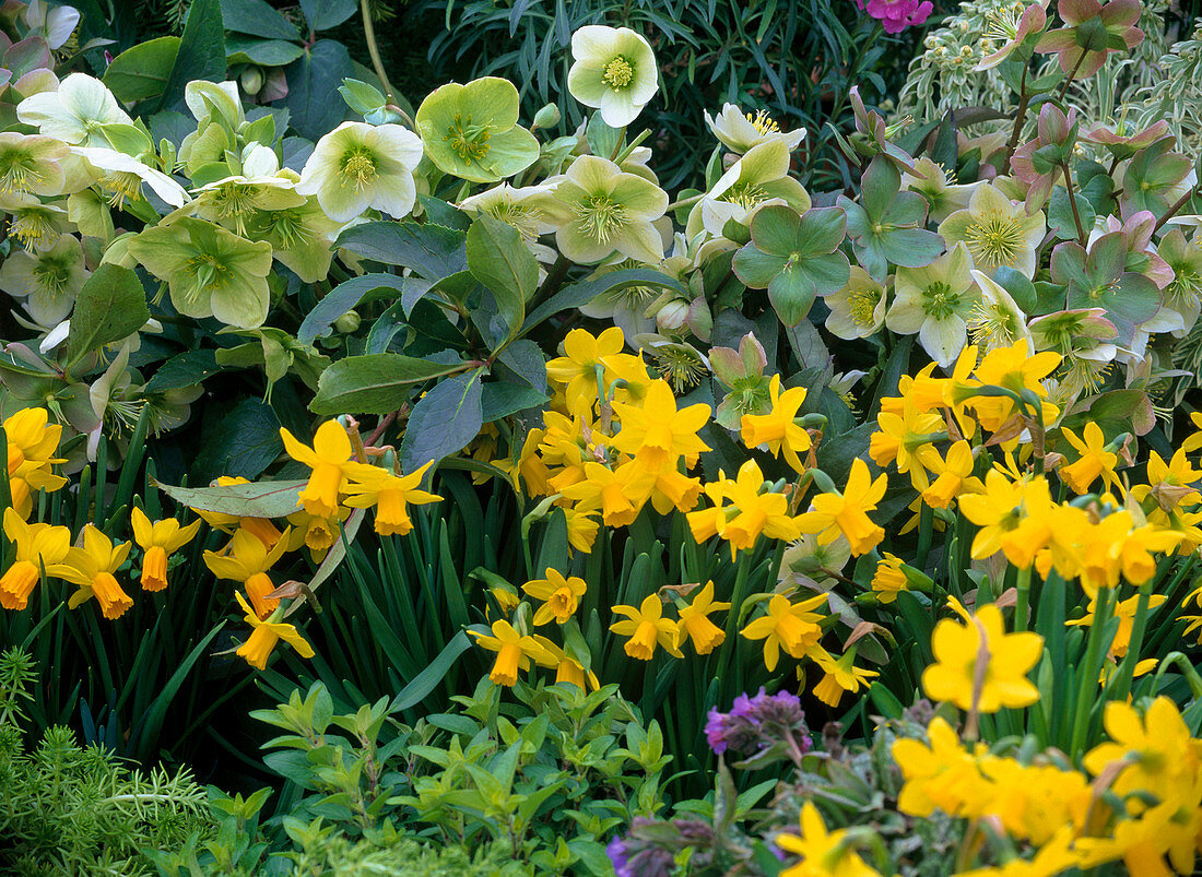 Narcissus 'Tete a Tete' (Narzissen), Helleborus