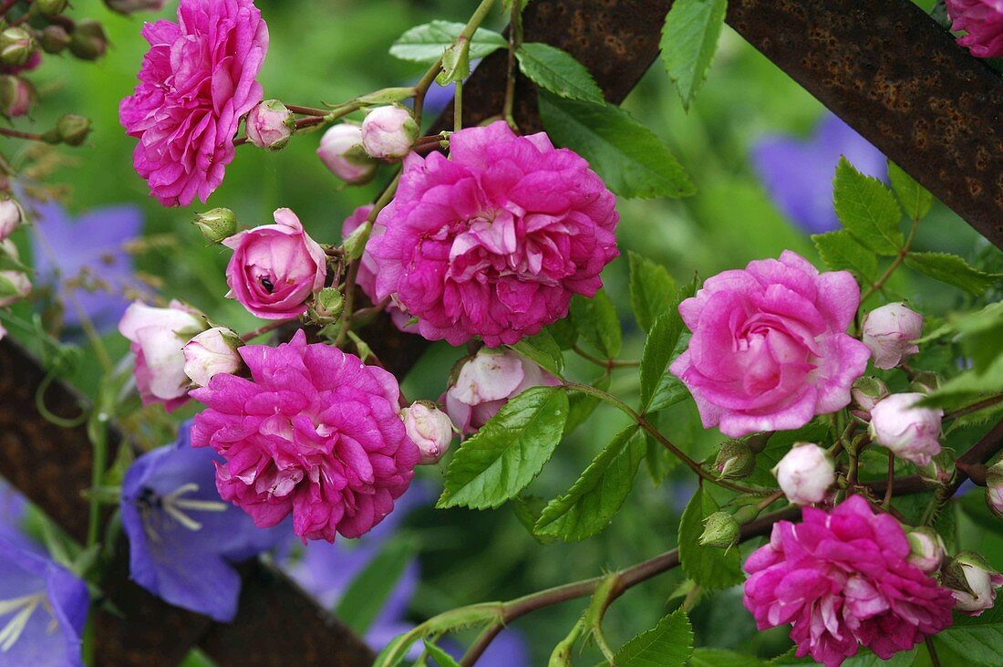 Rosa 'Super Excelsa' (Ramblerrose), öfterblühend, ohne Duft