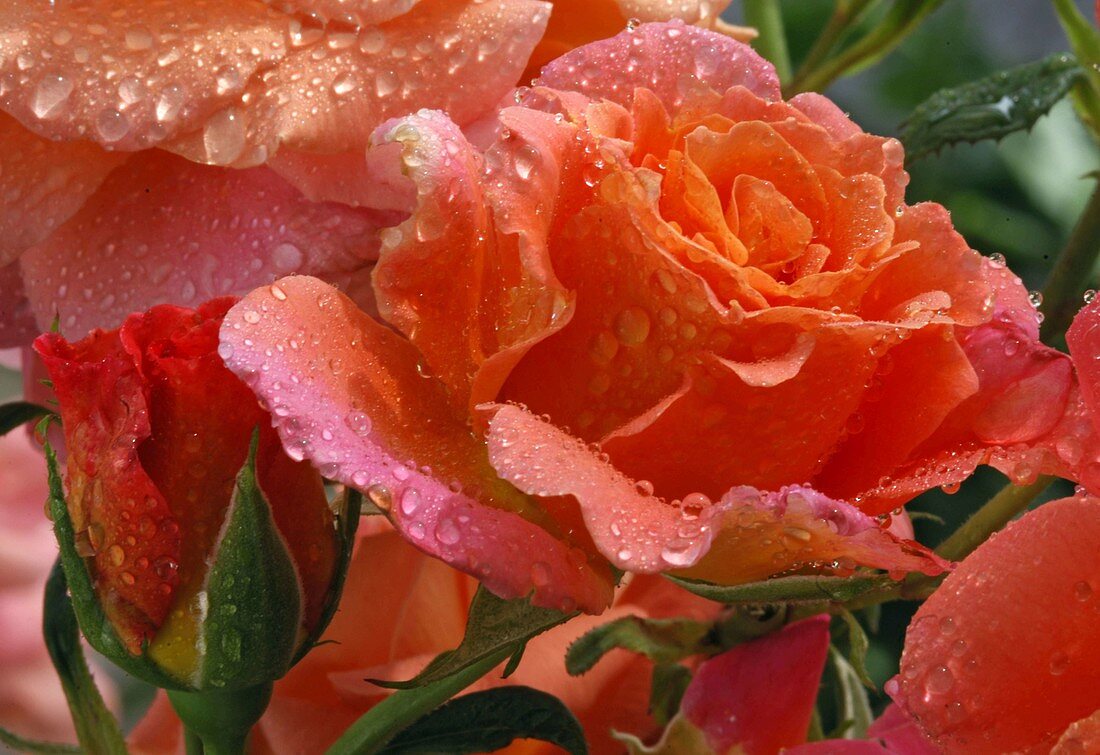 Pink 'Freisinger Morgenröte' (shrub rose) from Kordes