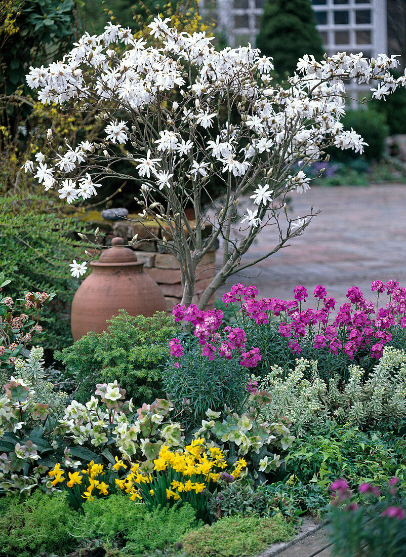 Magnolia stellata (Sternmagnolie), Narcissus 'Tete a Tete' (Narzissen)