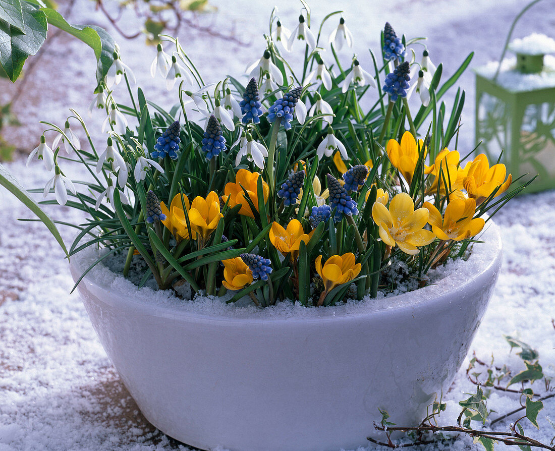 Crocus chrysanthus (Krokusse), Muscari (Traubenhyazinthen)