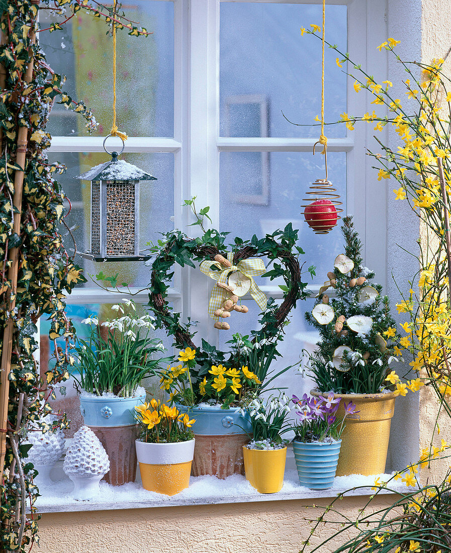 Galanthus (snowdrop), Crocus, Eranthis